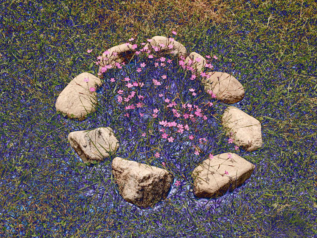 flower-photography-an-attempt