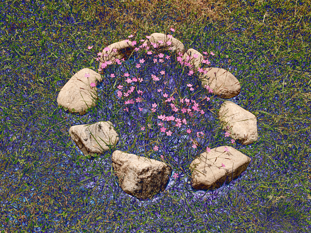 flower-photography-an-attempt-part1