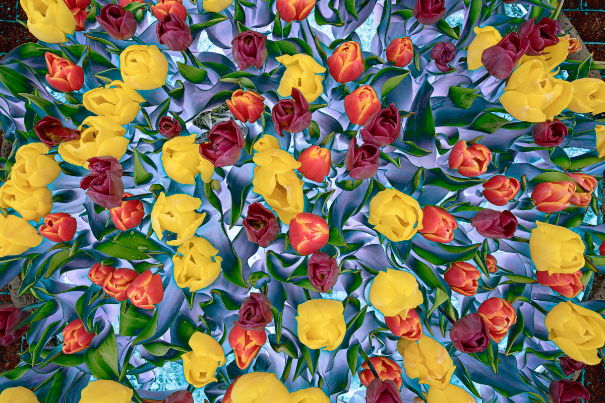 flower-photography-an-attempt-part2