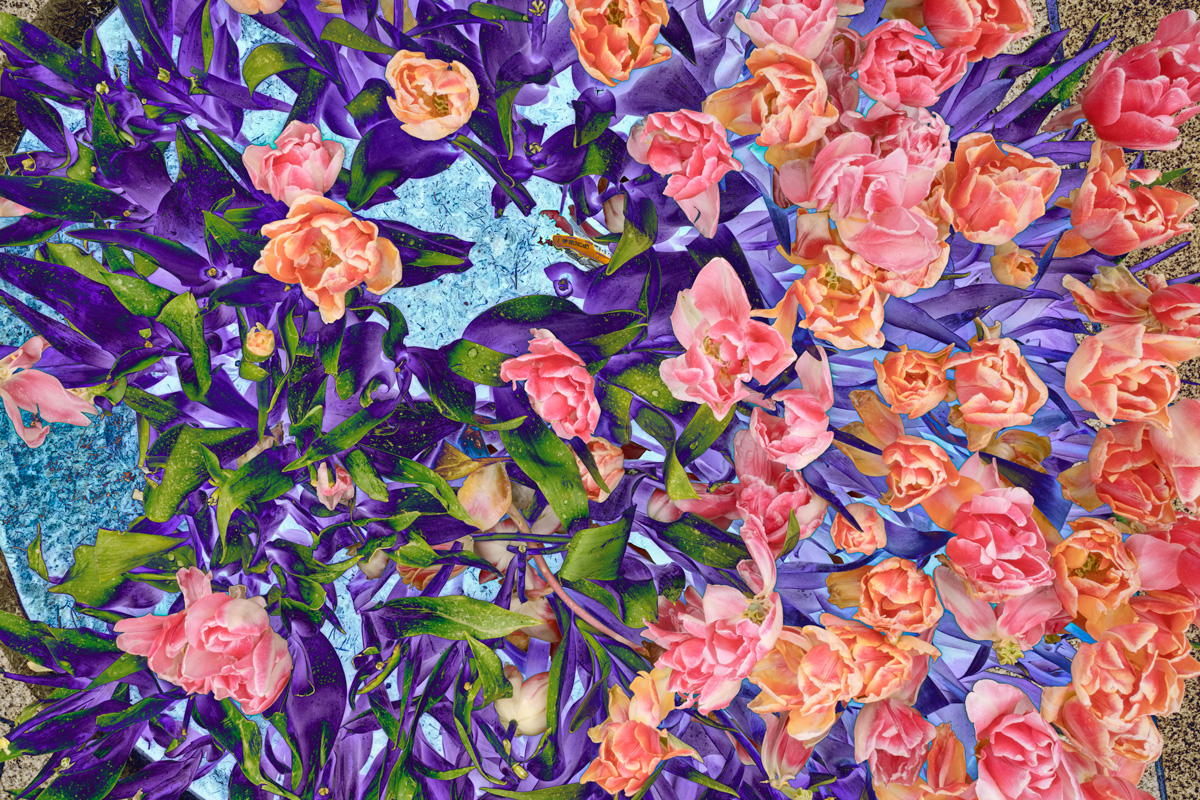 flower-photography-an-attempt-part2