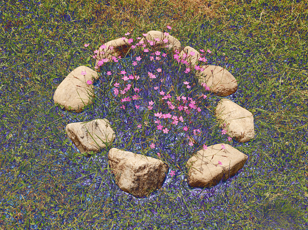 flower-photography-an-attempt-part1